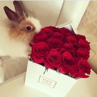 beautiful-cute-flowers-rabbit-favim